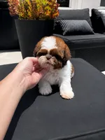 Imperial Mavy, a male Shih Tzu for sale in Menifee, CA – 2 of 4