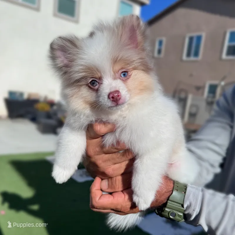 Cruz (bi color eyes) AKC – Pomeranian puppy for sale in Menifee, CA