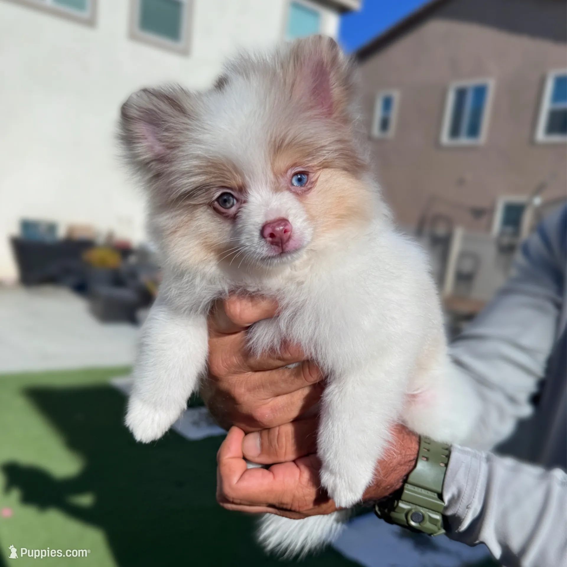 P.veitchii pedro oc pup② Cruz (bi color eyes) AKC – Pomeranian Puppy for Sale | Puppies.com