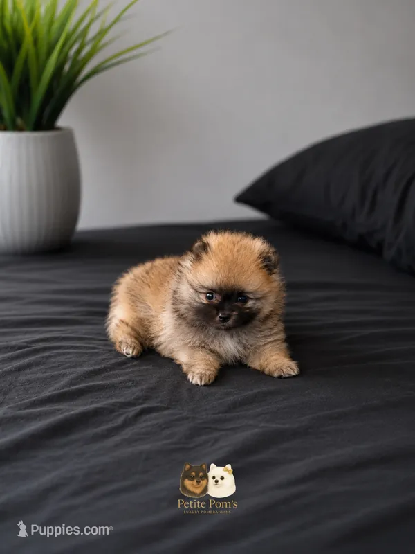 Thalia – Pomeranian puppy for sale in Menifee, CA