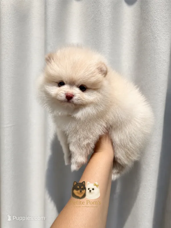 Armani AKC  – Pomeranian puppy for sale in Menifee, CA