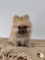 Kate, a female Pomeranian for sale in Murrieta, CA – 3 of 10