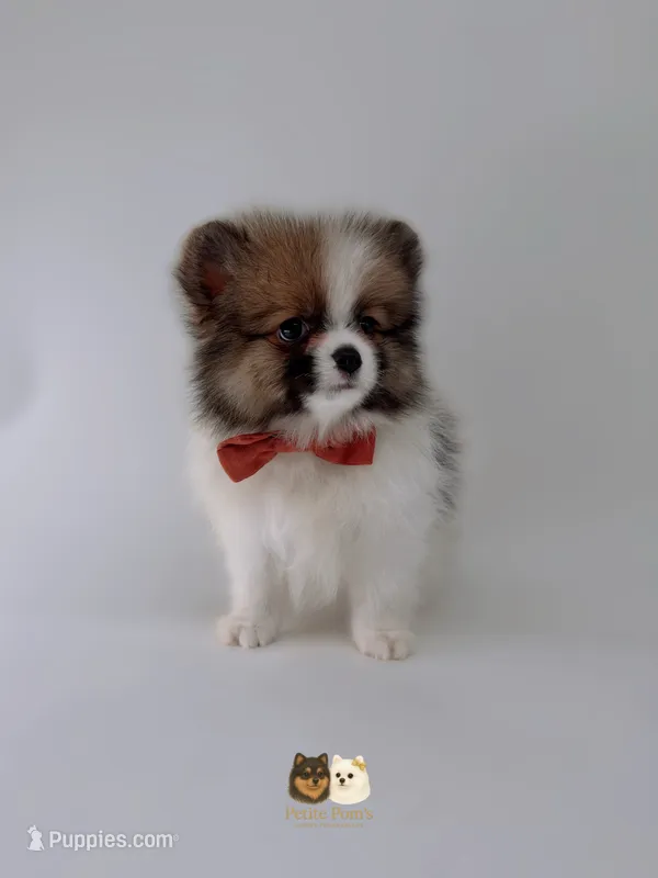 Ollie – Pomeranian puppy for sale in Murrieta, CA