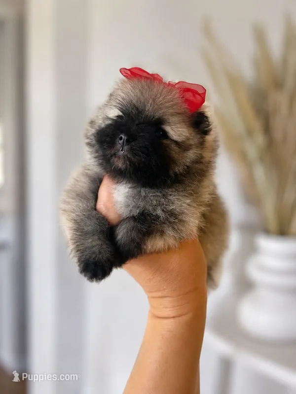 Thalia – Pomeranian puppy for sale in Menifee, CA