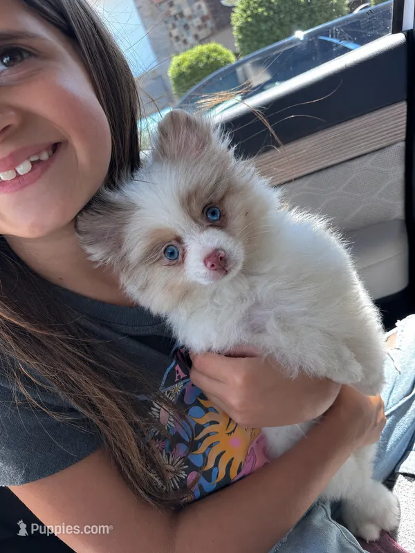 Cruz (bi color eyes) AKC – Pomeranian puppy for sale in Menifee, CA
