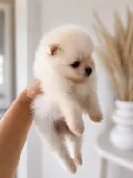 Teddy, a male Pomeranian for sale in Menifee, CA – 2 of 4