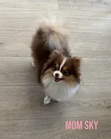 Alvin, a male Pomeranian for sale in Menifee, CA – Photo 4 of 5