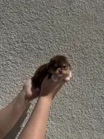 Alvin, a male Pomeranian for sale in Menifee, CA – Photo 2 of 5