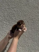 Alvin, a male Pomeranian for sale in Menifee, CA – Photo 3 of 5