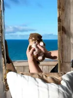 Alvin, a male Pomeranian for sale in Menifee, CA – Photo 1 of 5