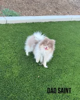 Alvin, a male Pomeranian for sale in Menifee, CA – Photo 5 of 5