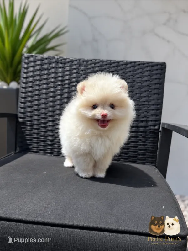 Armani AKC  – Pomeranian puppy for sale in Menifee, CA