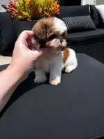 Imperial Mavy, a male Shih Tzu for sale in Menifee, CA – 4 of 4