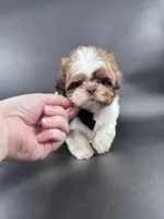 Imperial Maverick pee pad trained , a male Shih Tzu for sale in Menifee, CA – 6 of 10