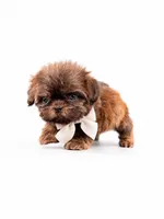 Imperial Zane , a male Shih Tzu for sale in Menifee, CA – 2 of 6