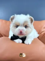 Cruz AKC, a male Pomeranian for sale in Menifee, CA – 4 of 9