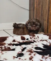 Imperial Knox, a male Shih Tzu for sale in Menifee, CA – 5 of 8