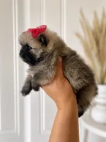 Thalia, a female Pomeranian for sale in Menifee, CA – 2 of 4
