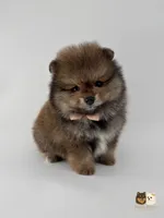Sailor, a male Pomeranian for sale in Menifee, CA – 3 of 6