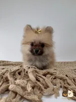 Kate, a female Pomeranian for sale in Murrieta, CA – 9 of 10