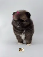 Harper , a female Pomeranian for sale in Menifee, CA – 7 of 8