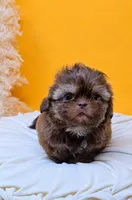 Imperial Knox, a male Shih Tzu for sale in Menifee, CA – 3 of 3