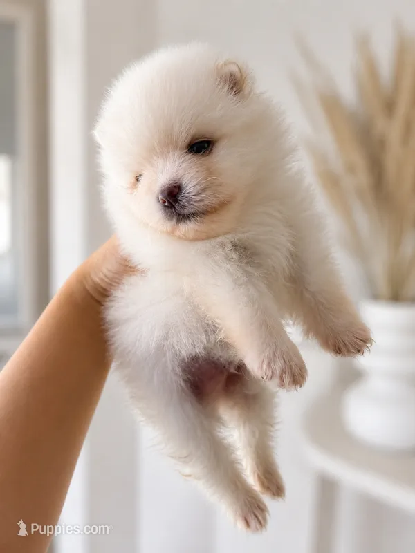 Teddy – Pomeranian puppy for sale in Menifee, CA