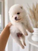 Teddy, a male Pomeranian for sale in Menifee, CA – 1 of 4