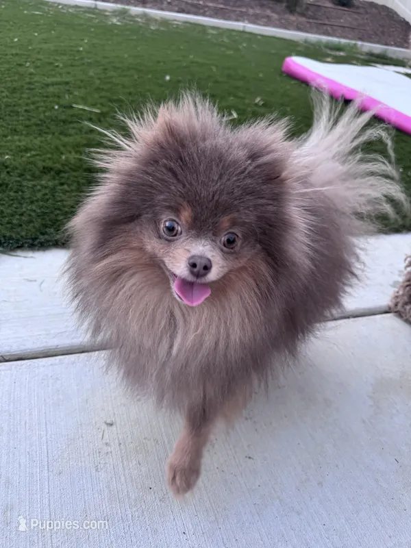 Dior – Pomeranian puppy for sale in Menifee, CA
