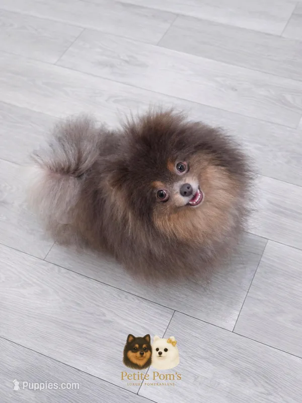 Dior AKC – Pomeranian puppy for sale in Menifee, CA