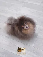 Dior, a female Pomeranian for sale in Menifee, CA – Photo 3 of 7