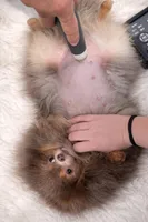 Dior, a female Pomeranian for sale in Menifee, CA – Photo 2 of 7