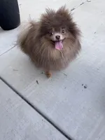 Dior, a female Pomeranian for sale in Menifee, CA – Photo 4 of 7