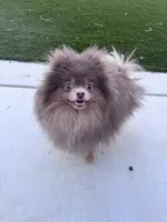 Dior, a female Pomeranian for sale in Menifee, CA – Photo 7 of 7