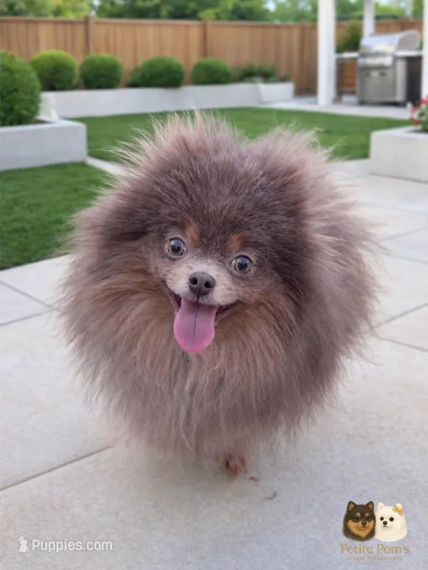 Dior, a female Pomeranian for sale in Menifee, CA – Photo 1 of 7