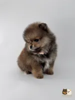 Sailor, a male Pomeranian for sale in Menifee, CA – 2 of 6