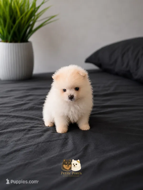 Teddy – Pomeranian puppy for sale in Menifee, CA