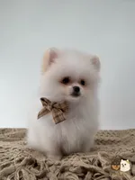 Colby, a male Pomeranian for sale in Murrieta, CA – 5 of 8