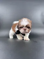 Imperial Maverick pee pad trained , a male Shih Tzu for sale in Menifee, CA – 9 of 10