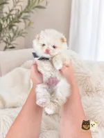 Armani AKC , a male Pomeranian for sale in Menifee, CA – 3 of 10
