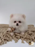 Colby, a male Pomeranian for sale in Murrieta, CA – 7 of 8