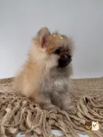 Kate, a female Pomeranian for sale in Murrieta, CA – 7 of 10