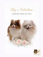 Armani AKC , a male Pomeranian for sale in Menifee, CA – 5 of 5