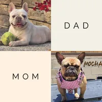 Kiwi AKC, a female French Bulldog for sale in Menifee, CA – Photo 3 of 3