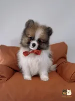 Ollie, a male Pomeranian for sale in Murrieta, CA – 2 of 5