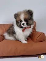 Ollie, a male Pomeranian for sale in Murrieta, CA – 3 of 5