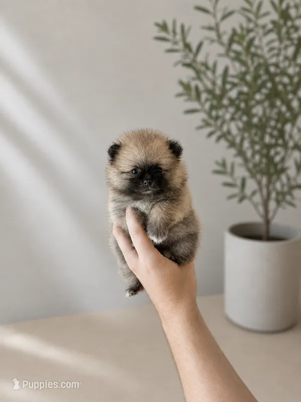 Thalia – Pomeranian puppy for sale in Menifee, CA
