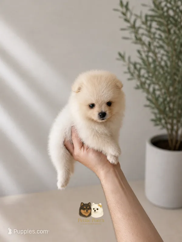 Teddy – Pomeranian puppy for sale in Menifee, CA