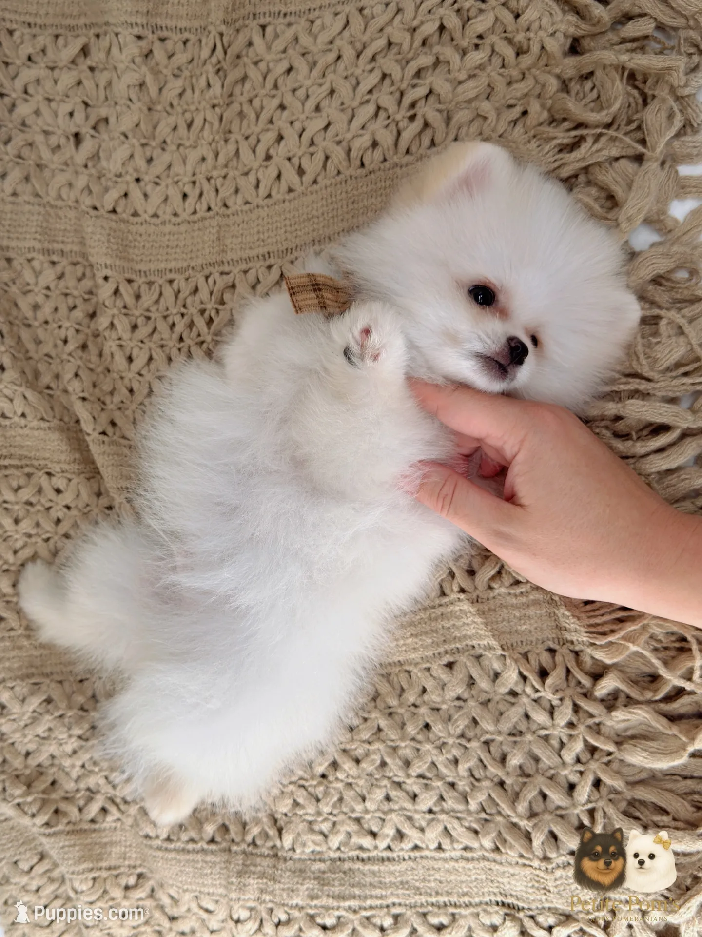 Colby, a male Pomeranian for sale in Murrieta, CA – 1 of 8