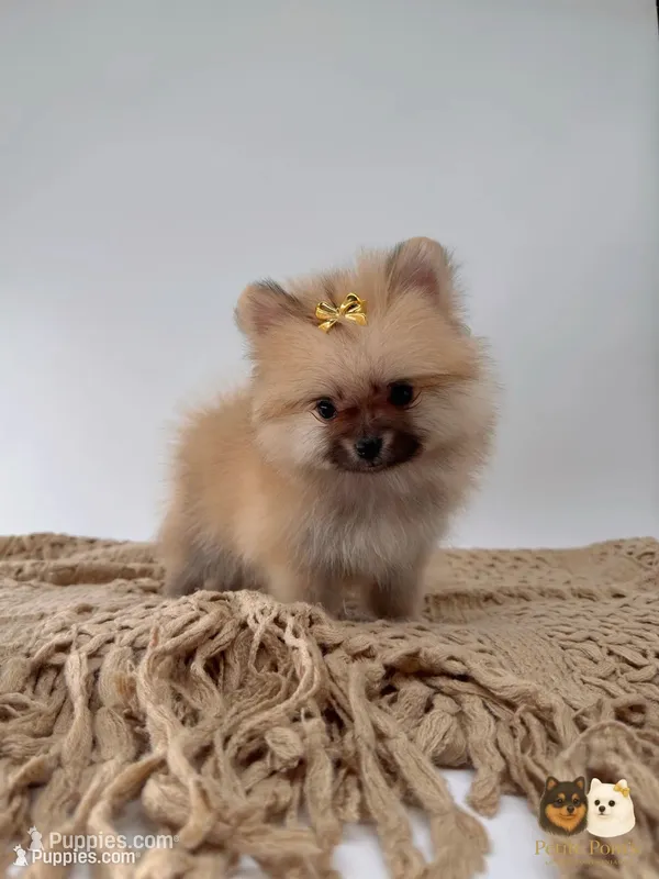 Kate, a female Pomeranian for sale in Murrieta, CA – 1 of 10